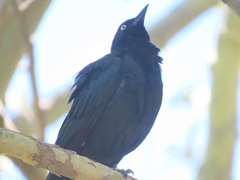 Euphagus cyanocephalus
