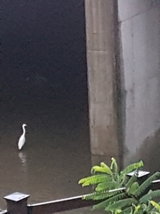 Ardea alba
