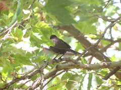Icteridae