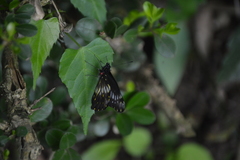 Catasticta flisa flisa