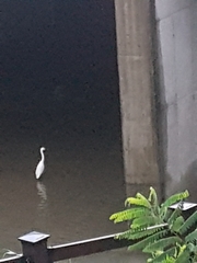 Ardea alba