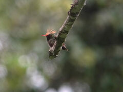 Lophornis delattrei image