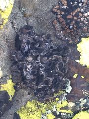 Umbilicaria virginis