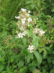Rubus floribundus