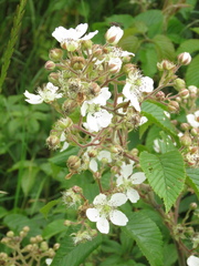 Rubus floribundus