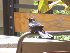 Euphagus cyanocephalus