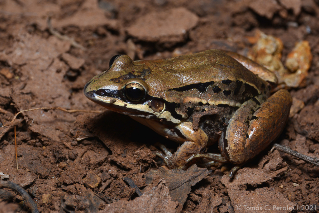 Marbled White-Lipped Frog