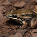 Leptodactylus elenae - Photo (c) Tomás Carranza Perales, μερικά δικαιώματα διατηρούνται (CC BY), uploaded by Tomás Carranza Perales