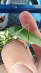 Anaulacomerina