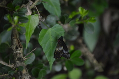 Catasticta flisa flisa