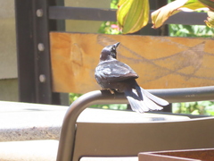 Euphagus cyanocephalus