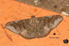 Sphacelodes vulneraria