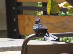 Euphagus cyanocephalus