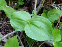 Neottia convallarioides