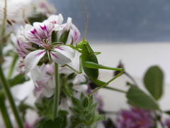 Leptophyes punctatissima