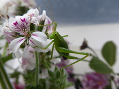 Leptophyes punctatissima