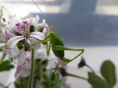 Leptophyes punctatissima