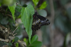 Catasticta flisa flisa