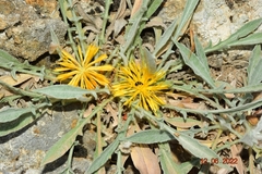 Centaurea mariana