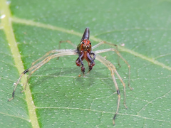 Lyssomanes temperatus