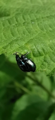 Coleoptera