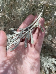 Artemisia tridentata tridentata