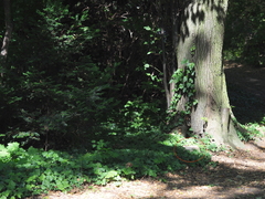 Myrmecophilus acervorum