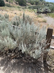 Artemisia tridentata tridentata
