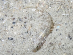 Coryphopterus glaucofraenum