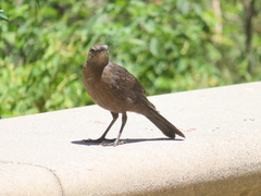 Euphagus cyanocephalus