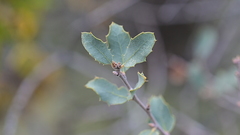 Quercus john-tuckeri