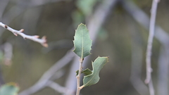 Quercus john-tuckeri
