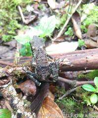 Atelopus laetissimus