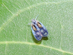 Bothriocera