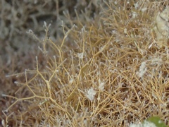 Amphiroa fragilissima