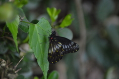 Catasticta flisa flisa