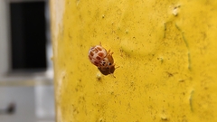 Psyllobora decipiens