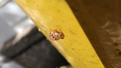 Psyllobora decipiens