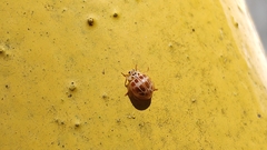 Psyllobora decipiens