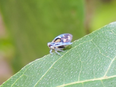Bothriocera
