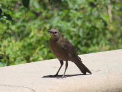 Euphagus cyanocephalus
