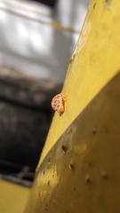 Psyllobora decipiens