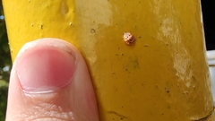 Psyllobora decipiens