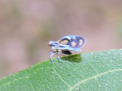 Bothriocera