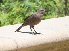 Euphagus cyanocephalus
