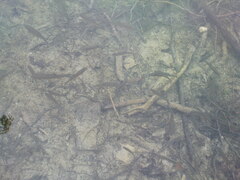 Squalius cephalus