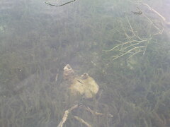 Squalius cephalus