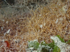 Amphiroa fragilissima