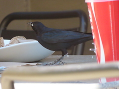 Euphagus cyanocephalus