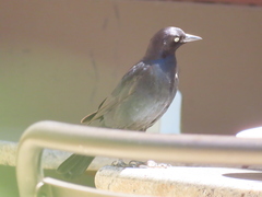 Euphagus cyanocephalus